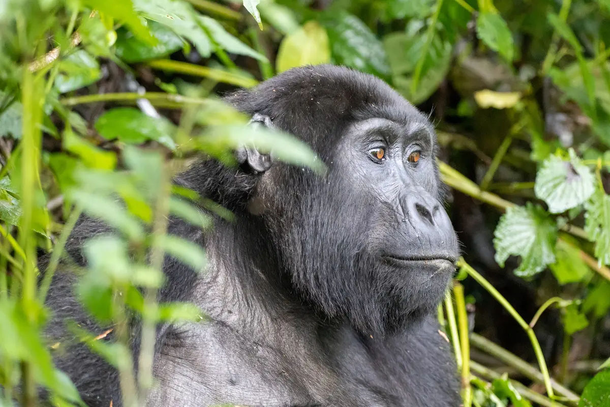 Mountain Gorilla Trekking Landscapes in Rwanda